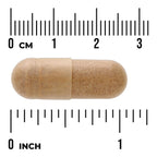 Ginkgo Biloba Extract - Standardized