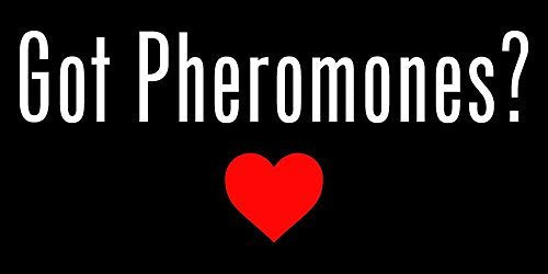 Womens - Amber Scented Pheromone Oil (Roll On)