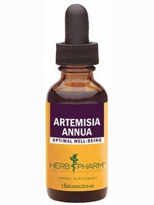 Artemisia Annua