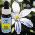 Star of Bethlehem 7.40 Milliliters