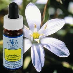 Star of Bethlehem 7.40 Milliliters