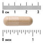 Butcher's Broom Extract - Standardized
