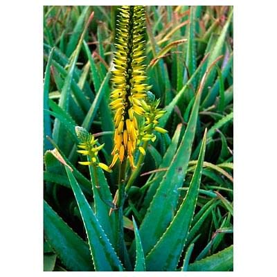 Flower Essence Services (FES) Aloe Vera