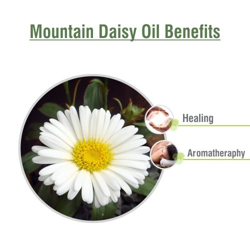 Mountain Daisy (Celmisia Spectabilis) Essential Pure & Natural Undiluted Uncut Oil - 15 ml