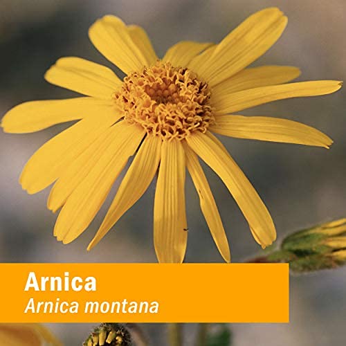 Herb Pharm Certified Organic Arnica Oil - 4 Ounce