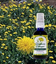 Flower Essence Biodynamic Dandelion Dynamo Pump Top - 2 fl oz