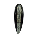 Shubhanjali Natural Kuber Stone Black and White (1525 gm), Kuber Orthoceras Stone Finance Stone for Success and Reduces Stress 