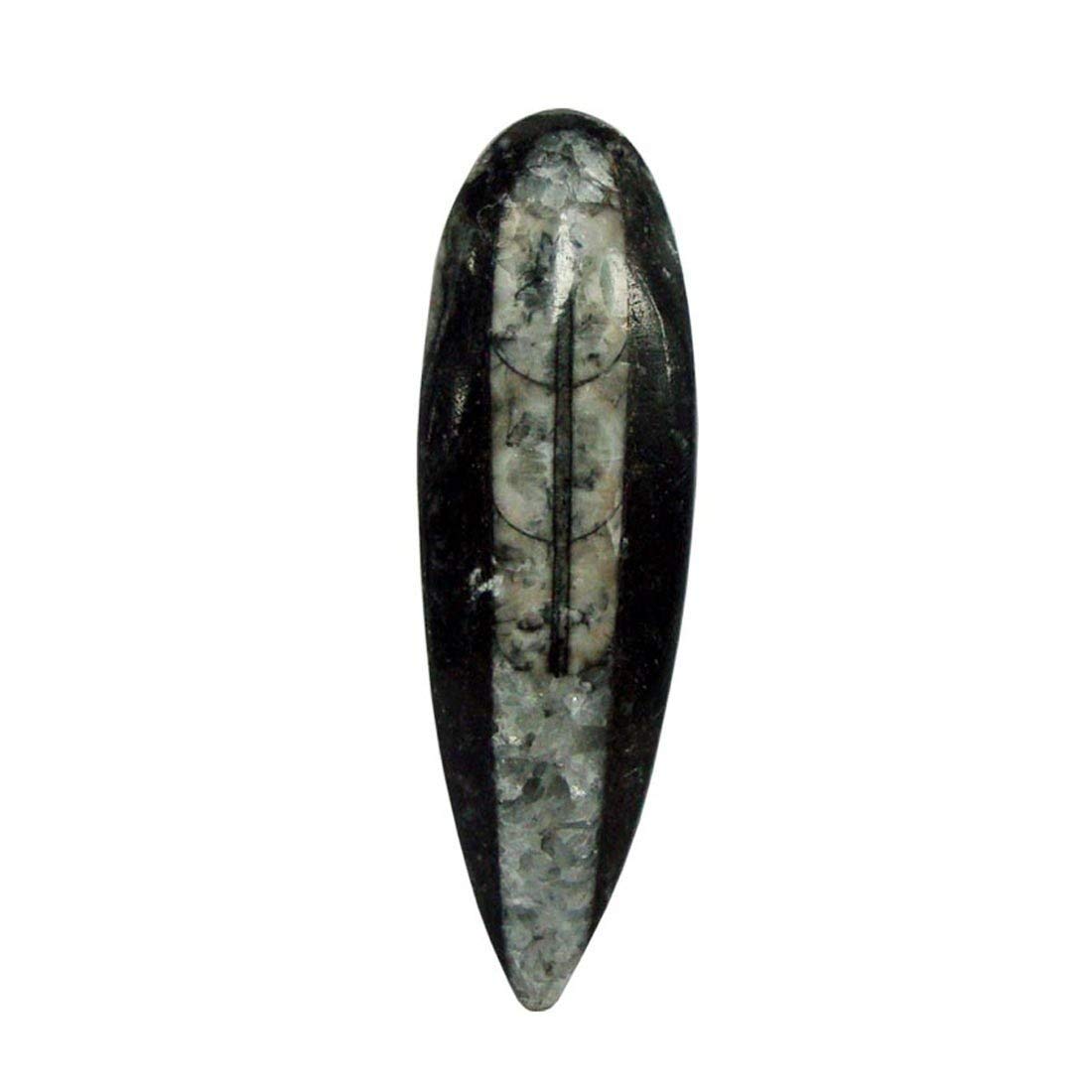 Shubhanjali Natural Kuber Stone Black and White (1525 gm), Kuber Orthoceras Stone Finance Stone for Success and Reduces Stress 