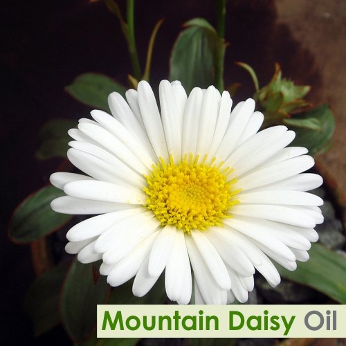 Mountain Daisy (Celmisia Spectabilis) Essential Oil 100% Pure & Natural Undiluted Uncut Oil | Use for Aromatherapy | Therapeutic