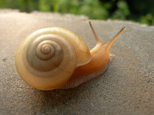 Elicina PLUS Crema de Caracol Snail Cream with Moisturizer 1.3 oz (40g)