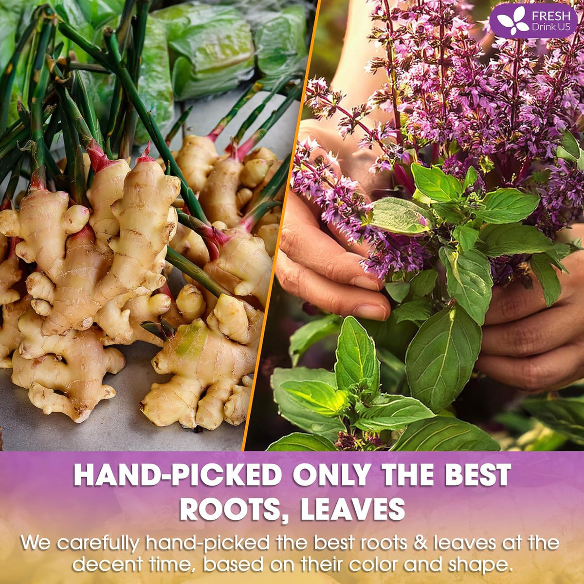 Premium Ginger Tulsi Tea Bags