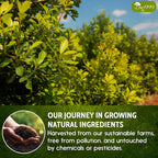 Yerba Mate Tea Bags, Hi-Caffeine, Unsmoked Yerba Mate Tea Bags, Super-Green Yerba Mate, No Dust