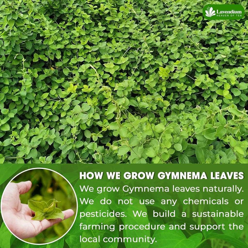 Premium Gymnema Leaf Tea Bags