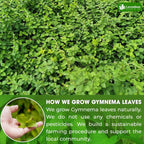 Premium Gymnema Leaf Tea Bags
