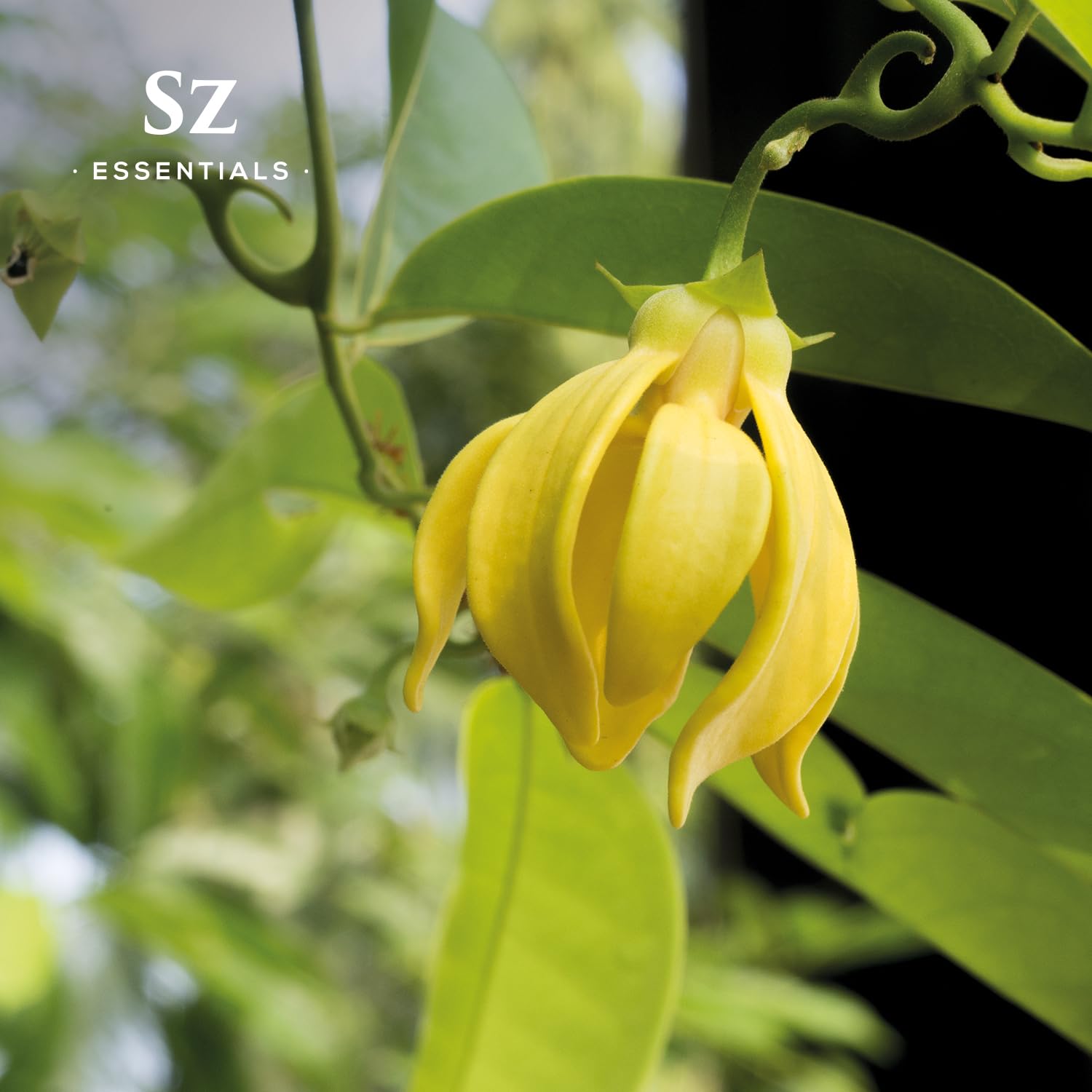 SZ Essentials Ylang Ylang Essential Oil - 100% Pure Natural and Undiluted- Extracted from Cananga Odorata var. Genuina - Floral
