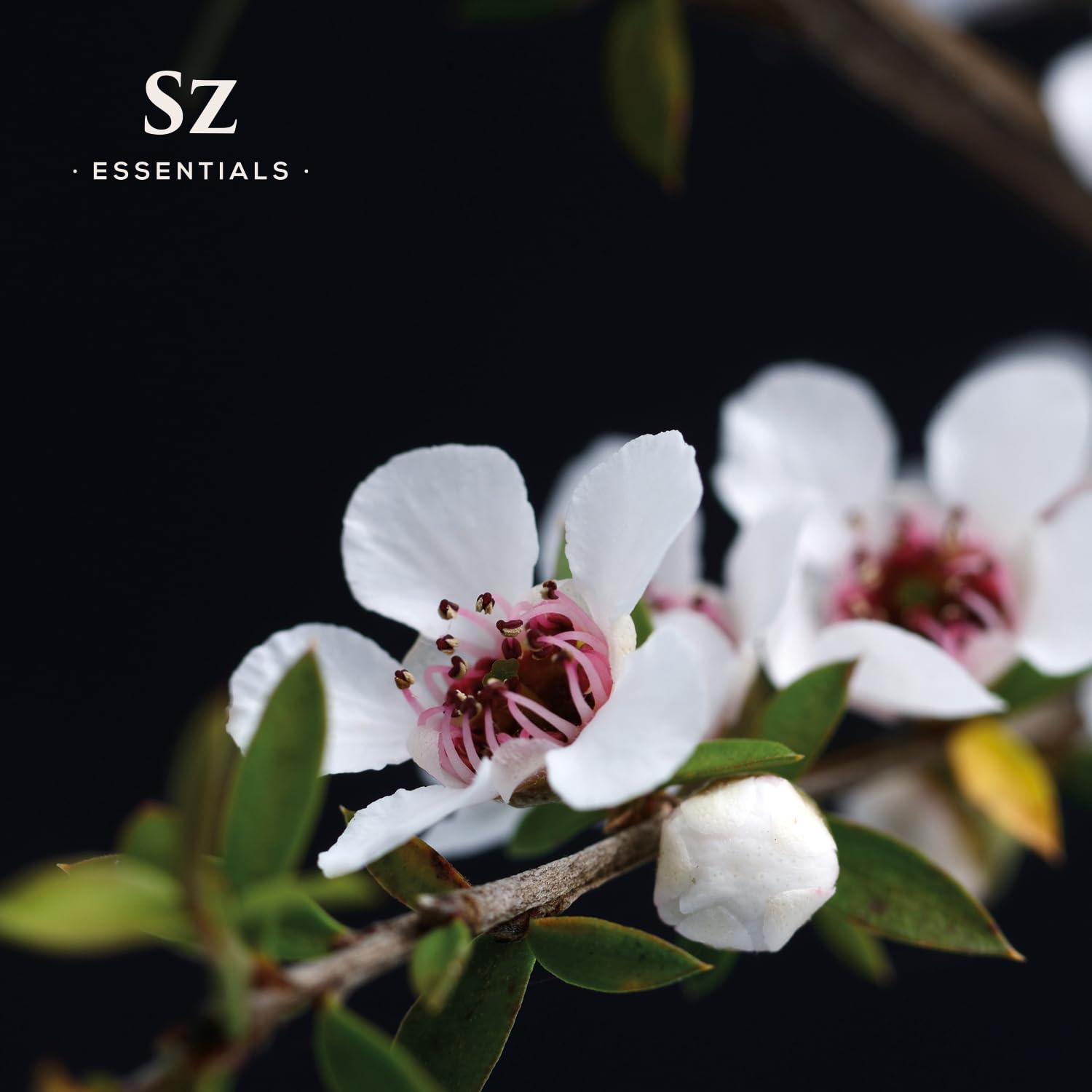 Sz Essentials - Manuka Essential Oil - New Zealand - 100% Pure and Natural, Undiluted - Promotes Natural Solution for Relaxation
