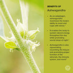 Banyan Botanicals Organic Ashwagandha Powder - Withania somnifera - for Vitality, a Healthy Immune System, Stress Relief, More*
