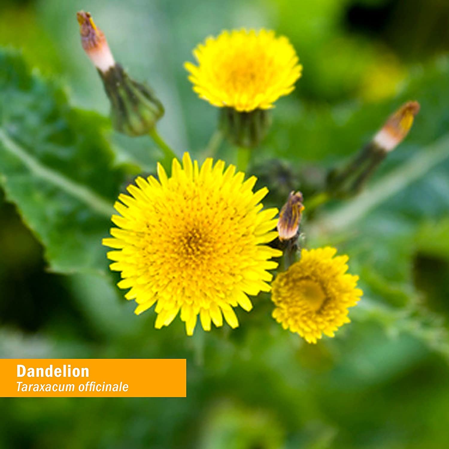 Dandelion 1 oz