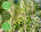 Rosemary Essential Oil - 4 fl oz - GreenHealth