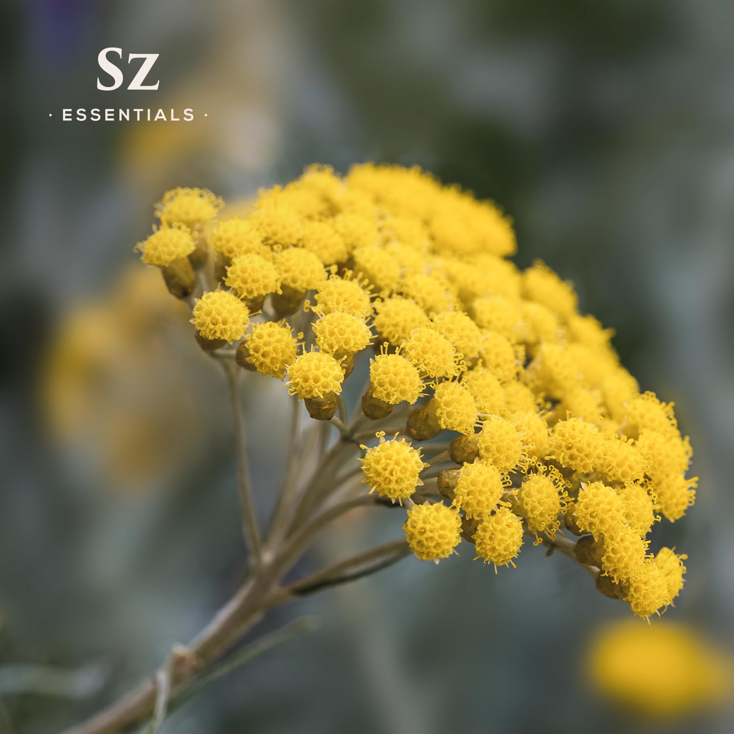 Sz Essentials - Helichrysum 100% Pure, Essential Natural Oil - Extracted from Helichrysum Italicum Immortelle - Pleasant & Sweet