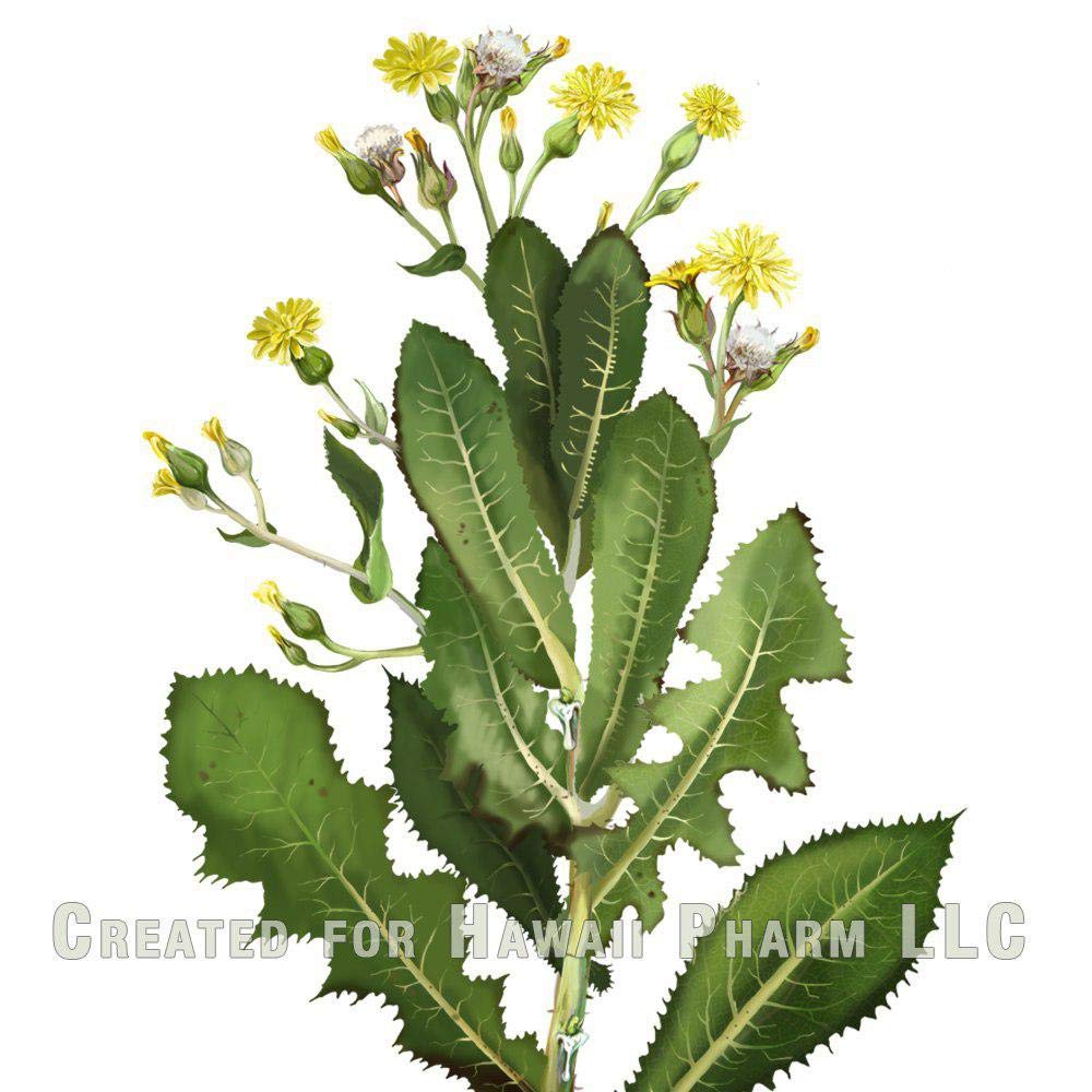 Hawaii Pharm Wild Lettuce Alcohol-Free Liquid Extract, Organic Wild Lettuce (Lactuca Virosa) Dried Herb Glycerite Natural Herbal