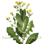 Hawaii Pharm Wild Lettuce Alcohol-Free Liquid Extract, Organic Wild Lettuce (Lactuca Virosa) Dried Herb Glycerite Natural Herbal