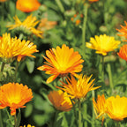 Aromatics International Calendula Hydrosol 100ml | Gentle Aromatic Mist for Daily Use