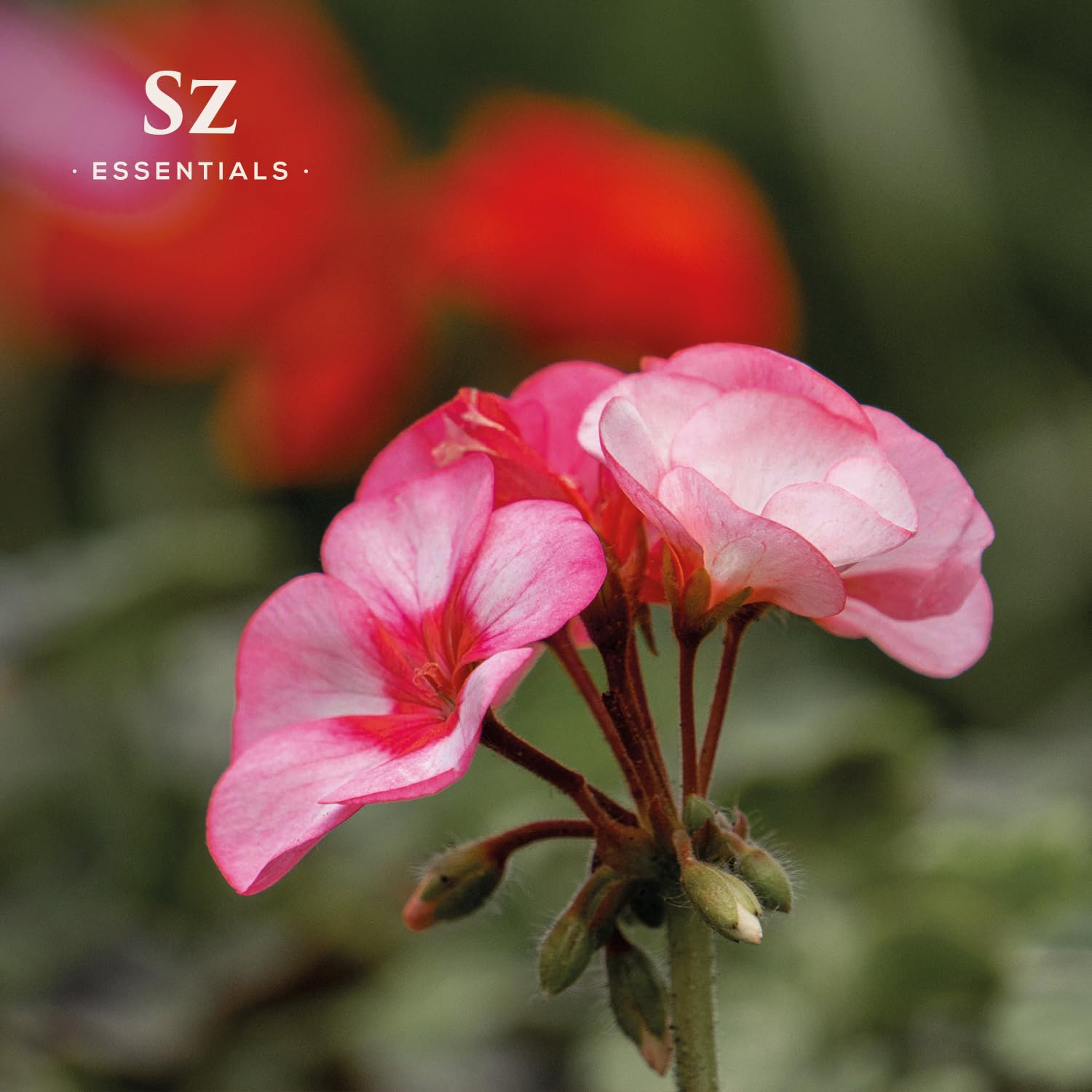 Sz Essentials - Geranium Ros   Essential Oil 5mL - 100% Pure & Natural - Pelargonium graveolens VAR. roseum - Sweet Rose-Geraniu