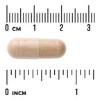 Kidney Glandular