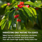 Yerba Mate Tea Bags, Hi-Caffeine, Unsmoked Yerba Mate Tea Bags, Super-Green Yerba Mate, No Dust