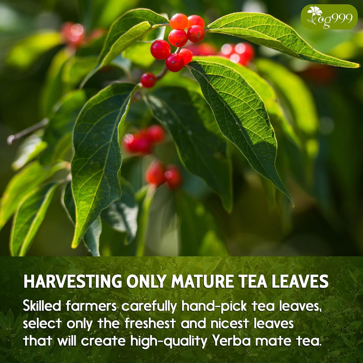 Yerba Mate Tea Bags, Hi-Caffeine, Unsmoked Yerba Mate Tea Bags, Super-Green Yerba Mate, No Dust