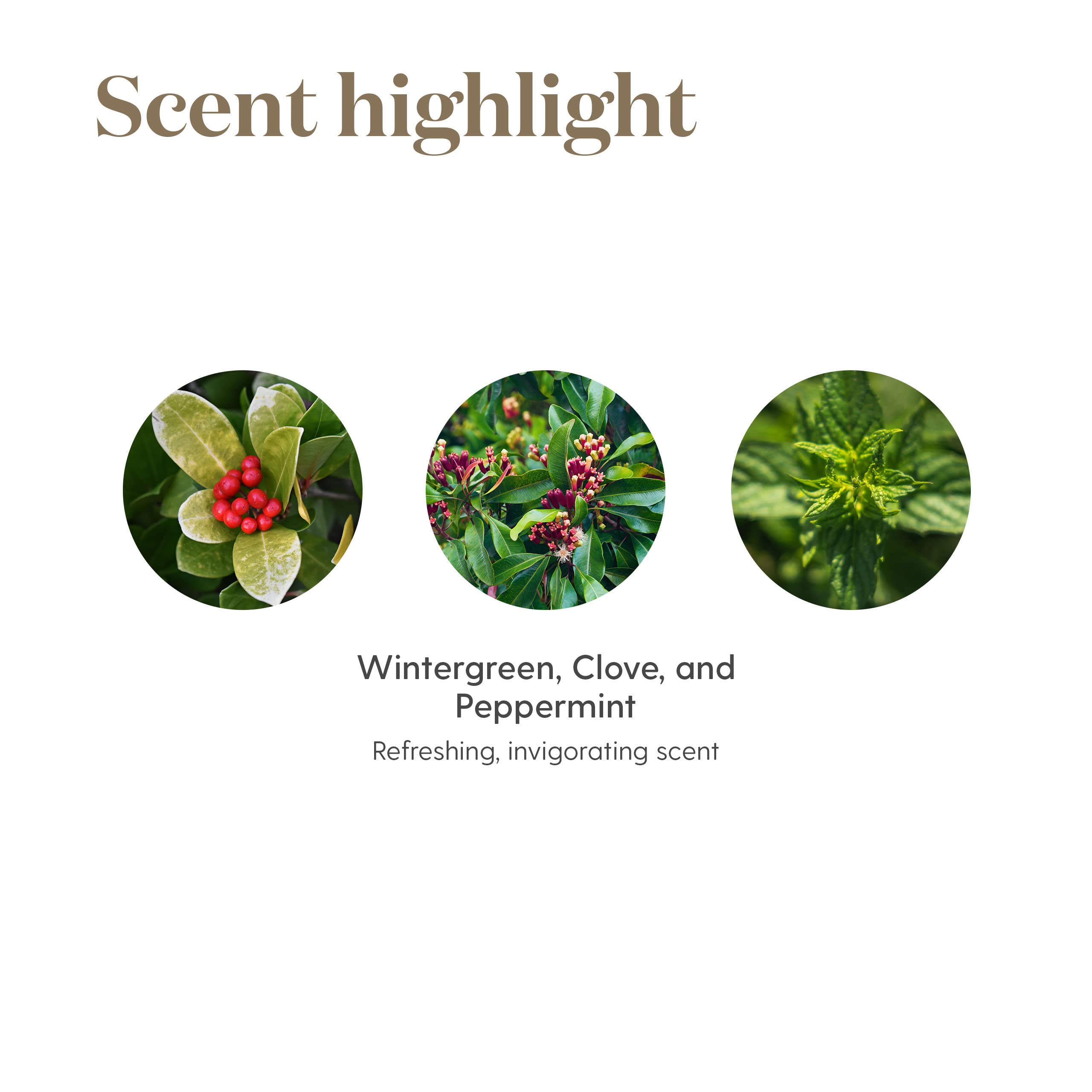 Young Living PanAway Essential Oil Blend - Clove, Helichrysum, Peppermint, and Wintergreen - 5 ml