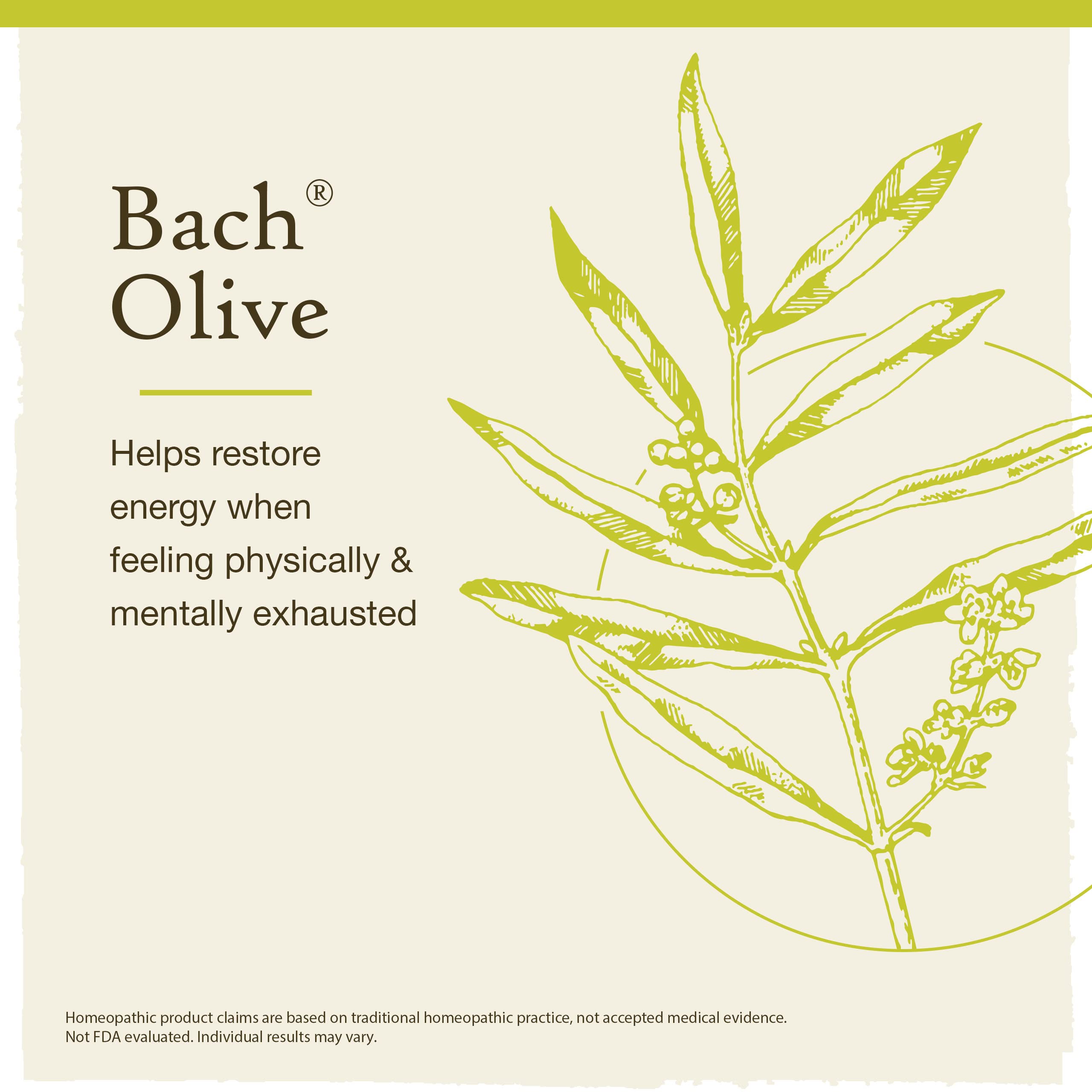 Bach Original Flower Remedies, Olive for Energy, Natural Homeopathic Flower Essence, Holistic Wellness and Stress Relief, Vegan,