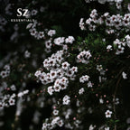 Sz Essentials - Manuka Essential Oil - New Zealand - 100% Pure and Natural, Undiluted - Promotes Natural Solution for Relaxation