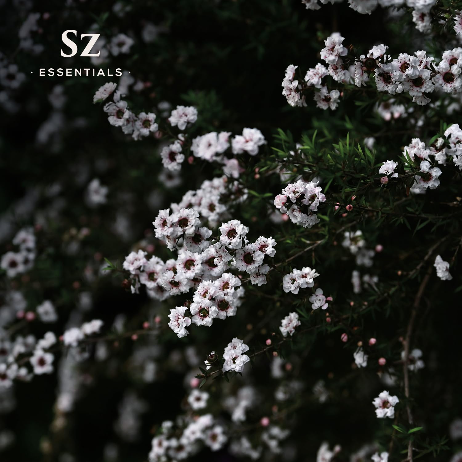Sz Essentials - Manuka Essential Oil - New Zealand - 100% Pure and Natural, Undiluted - Promotes Natural Solution for Relaxation