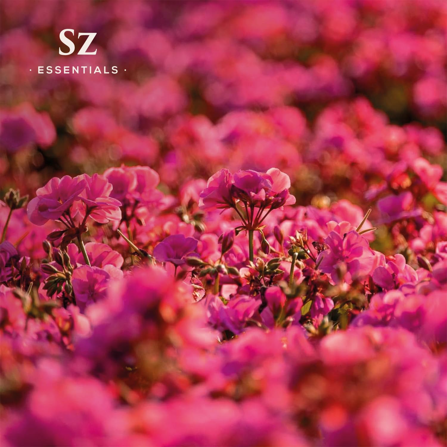 Sz Essentials - Geranium Ros   Essential Oil 5mL - 100% Pure & Natural - Pelargonium graveolens VAR. roseum - Sweet Rose-Geraniu