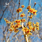 Sz Essentials - Allspice Essential Oil - Divine Scent! - The Real Deal! Extracted from Pimieta Diodica - Pure and Natural - Undi