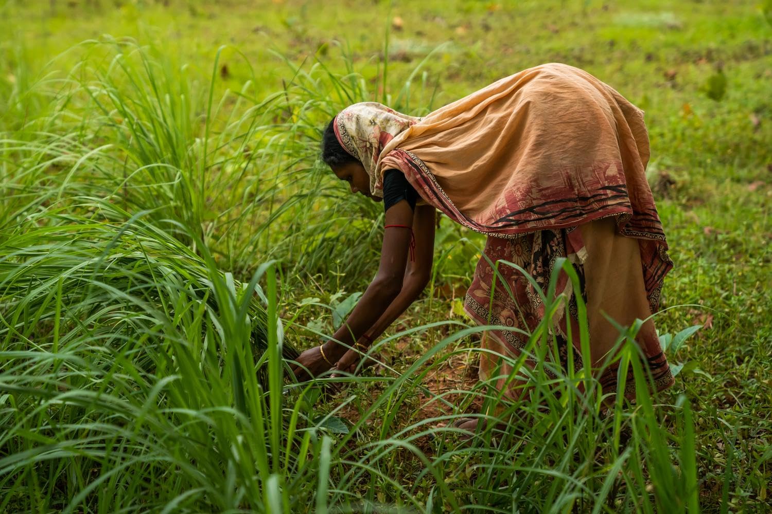 doTERRA - Lemongrass Essential Oil - 15 mL
