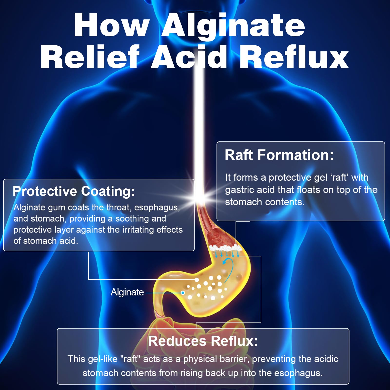 QUBIT Sodium Alginate for Acid Reflux - No Aftertaste & Taste Well, Easy to Swallow, for Silent Reflux, Heartburn & Indigestion