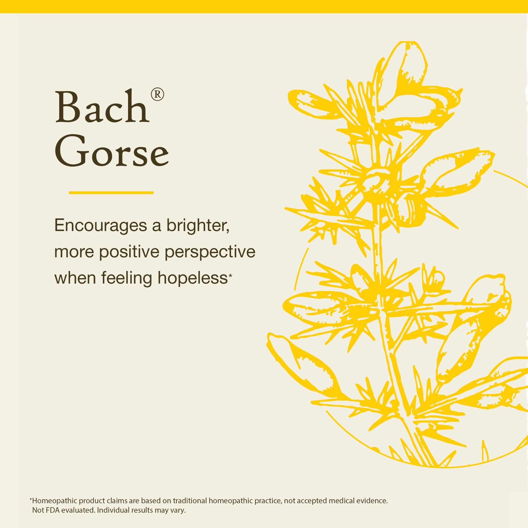 Bach Original Flower Remedies, Gorse (Non-Alcohol Formula) - Have Hope - Natural Homeopathic Flower Essence for Emotional Balanc