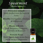 Spearmint Essential Oil - 4 fl oz Amber Glass Bottle w/Cap - 100% Pure Essential Oil - GreenHealth
