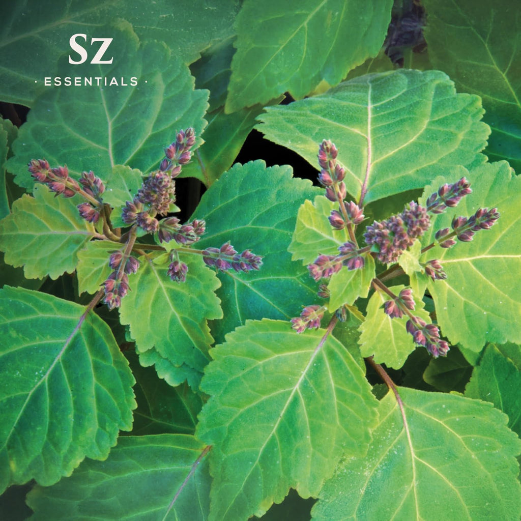 Sz Essentials Meditation 100% Pure Essential Oil Blend - Perfectly Balanced for Shadow Work, Hot & Cold Yoga - Elevated and Deep