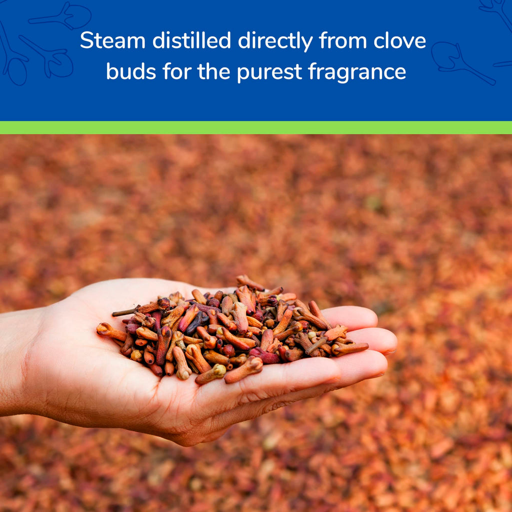 Earths Care Clove Oil - Essential Oil for Aromatherapy - 100% Pure Clove Oil - Steam Distilled - 1 Fl OZ