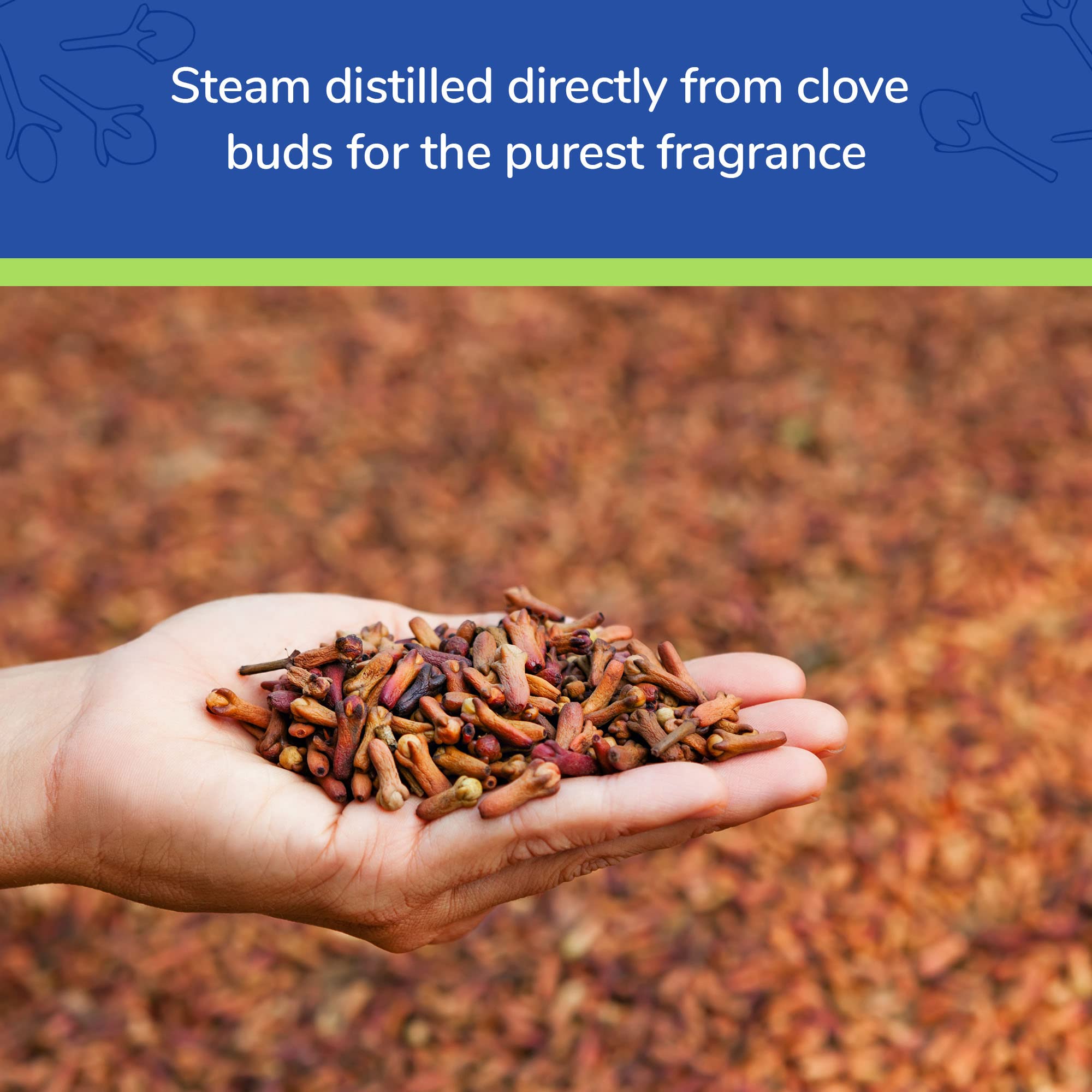Earths Care Clove Oil - Essential Oil for Aromatherapy - 100% Pure Clove Oil - Steam Distilled - 1 Fl OZ