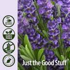 Natures Answer 100% Pure Organic Essential Oil, Lavender, 0.50 oz