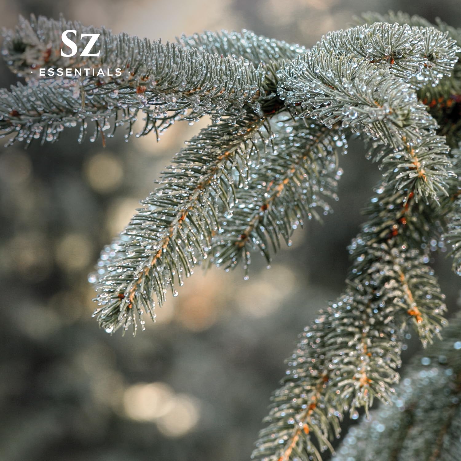 SZ Essentials Silver Fir Essential Oil - Delightful! 100% Pure and Natural Undiluted Oil, Therapeutic Grade & Vegan, Extracted f