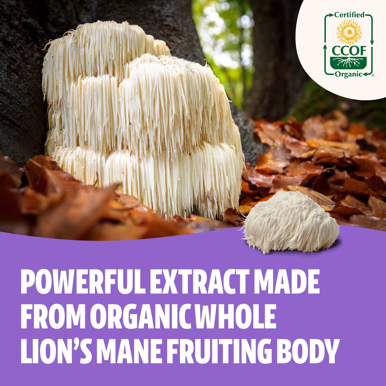 FreshCap Lions Mane Supplement Capsules - Ayurveda Premium USDA Organic Dual Extracted Mushrooms - Third Party Tested - Whole Fr