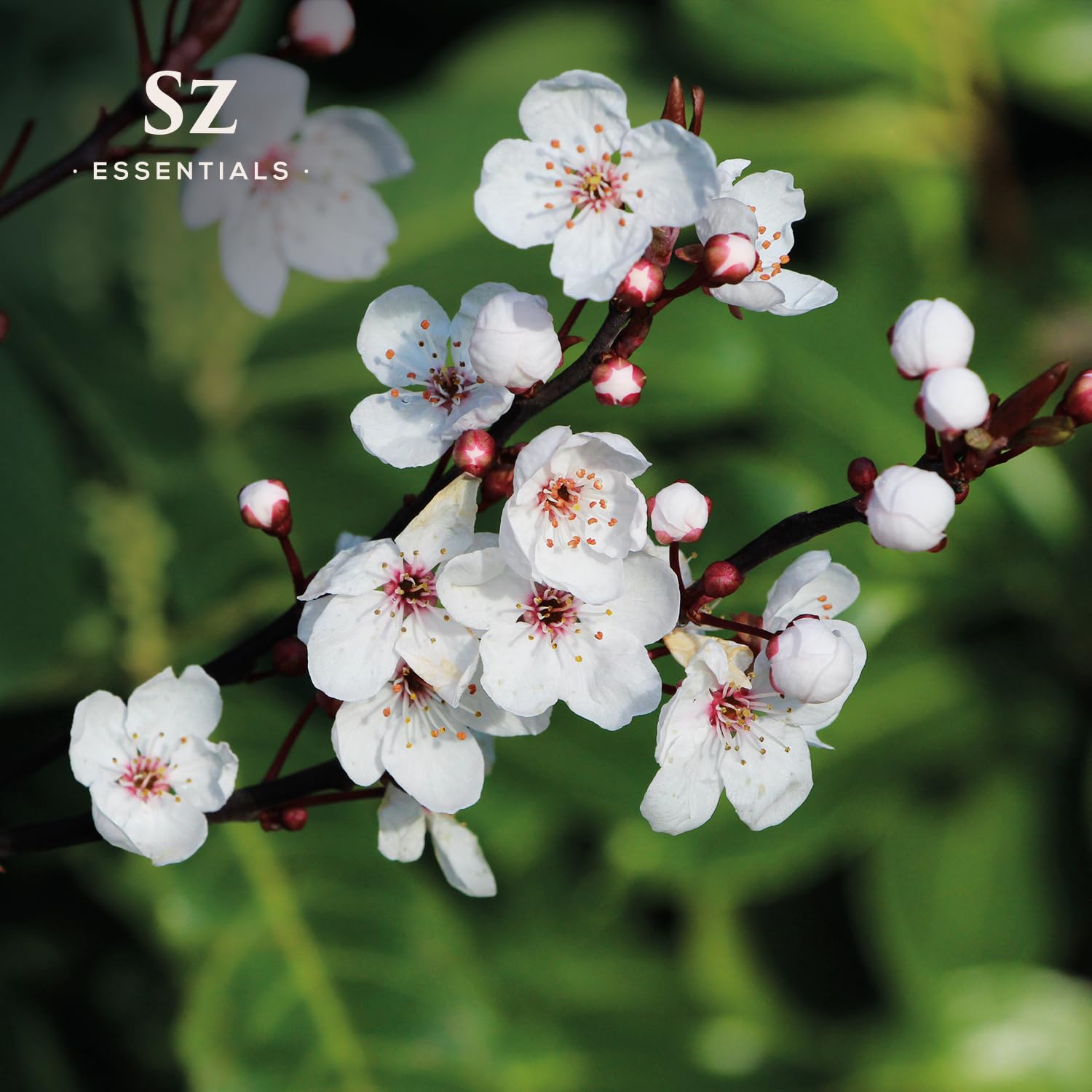 Sz Essentials - Manuka Essential Oil - New Zealand - 100% Pure and Natural, Undiluted - Promotes Natural Solution for Relaxation