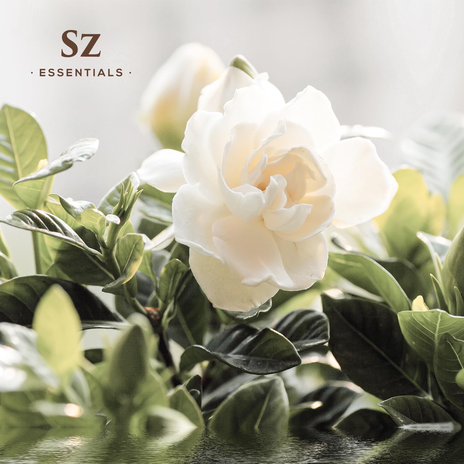 SZ Essentials - Gardenia 100% Pure, Essential Undiluted Oil - Extracted from Gardenia Jasminoides - Floral & Sweet Scent with Fl