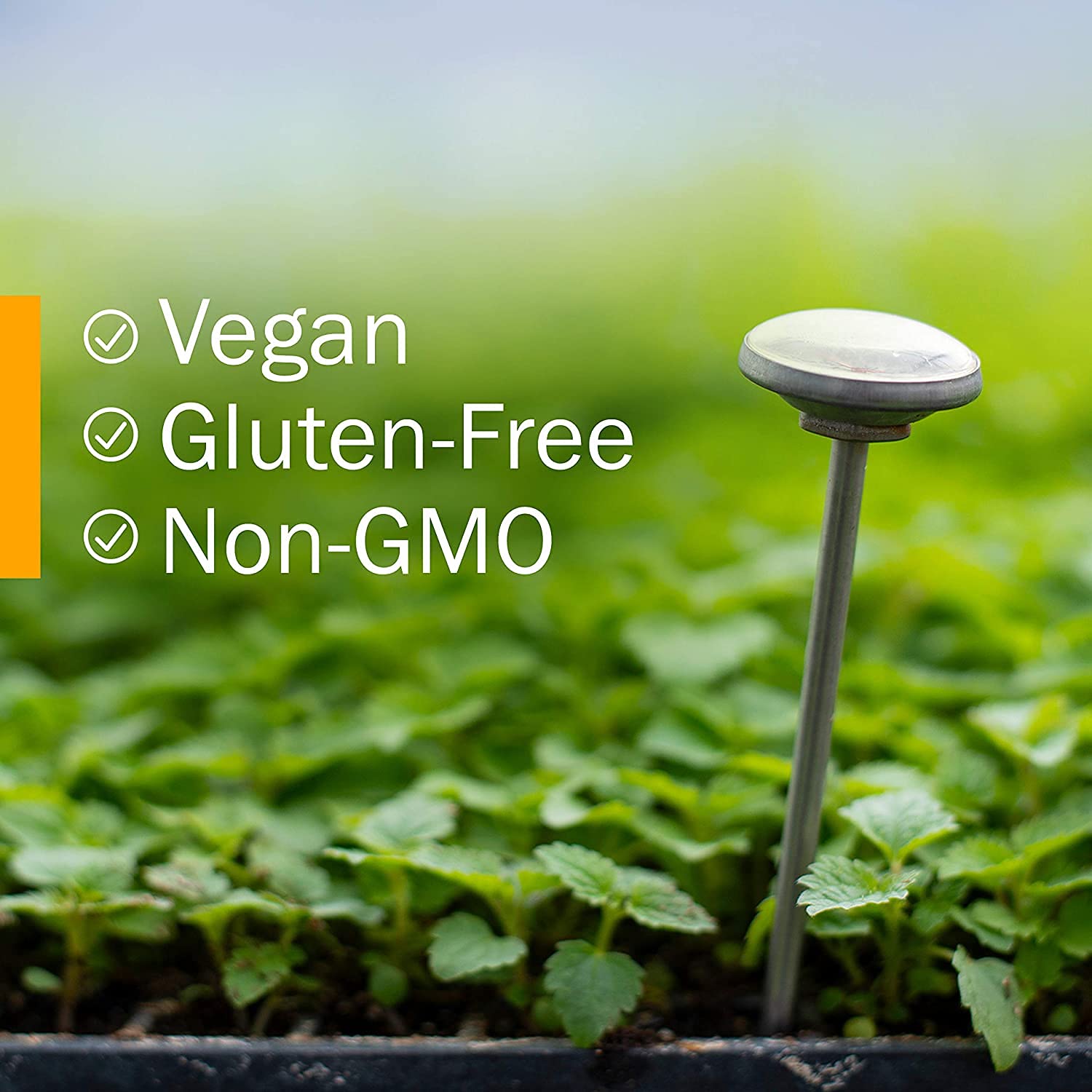 Arnica Whole Flower, 1 Oz by Herb Pharm (Pack of 3)